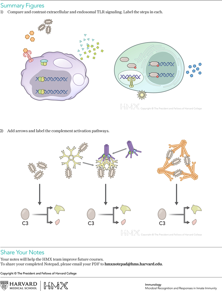 Figure 1. Page from a notetaking guide for one of the HMX Immunology lessons