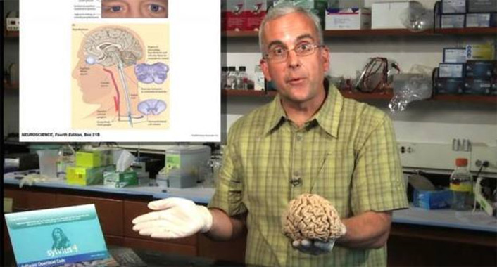Video still from White's Medical Neuroscience course