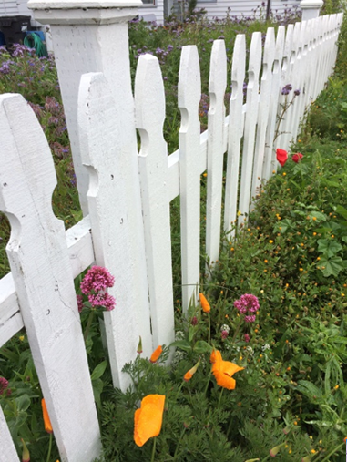 photo of white picket fence with colorful flowers growing along it
