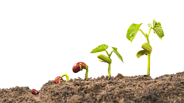 Series of seedlings at different points of germination