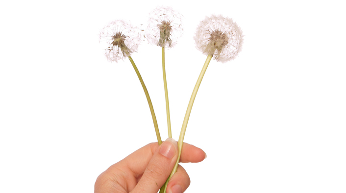 Hand holding three fluffy dandelions