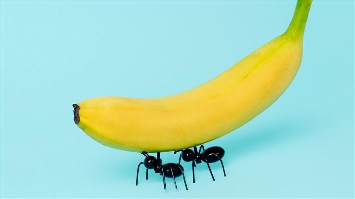 Two ants carrying a banana