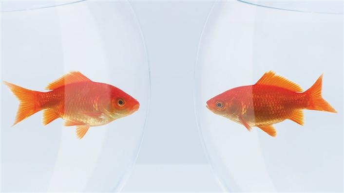 two orange goldfish in separate bowls facing each other