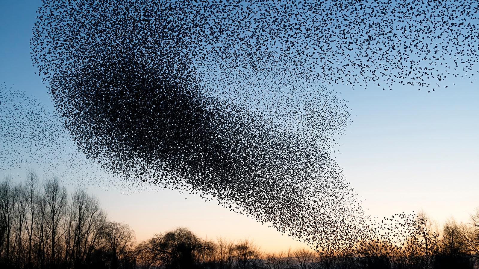 Swarm of birds against the sky