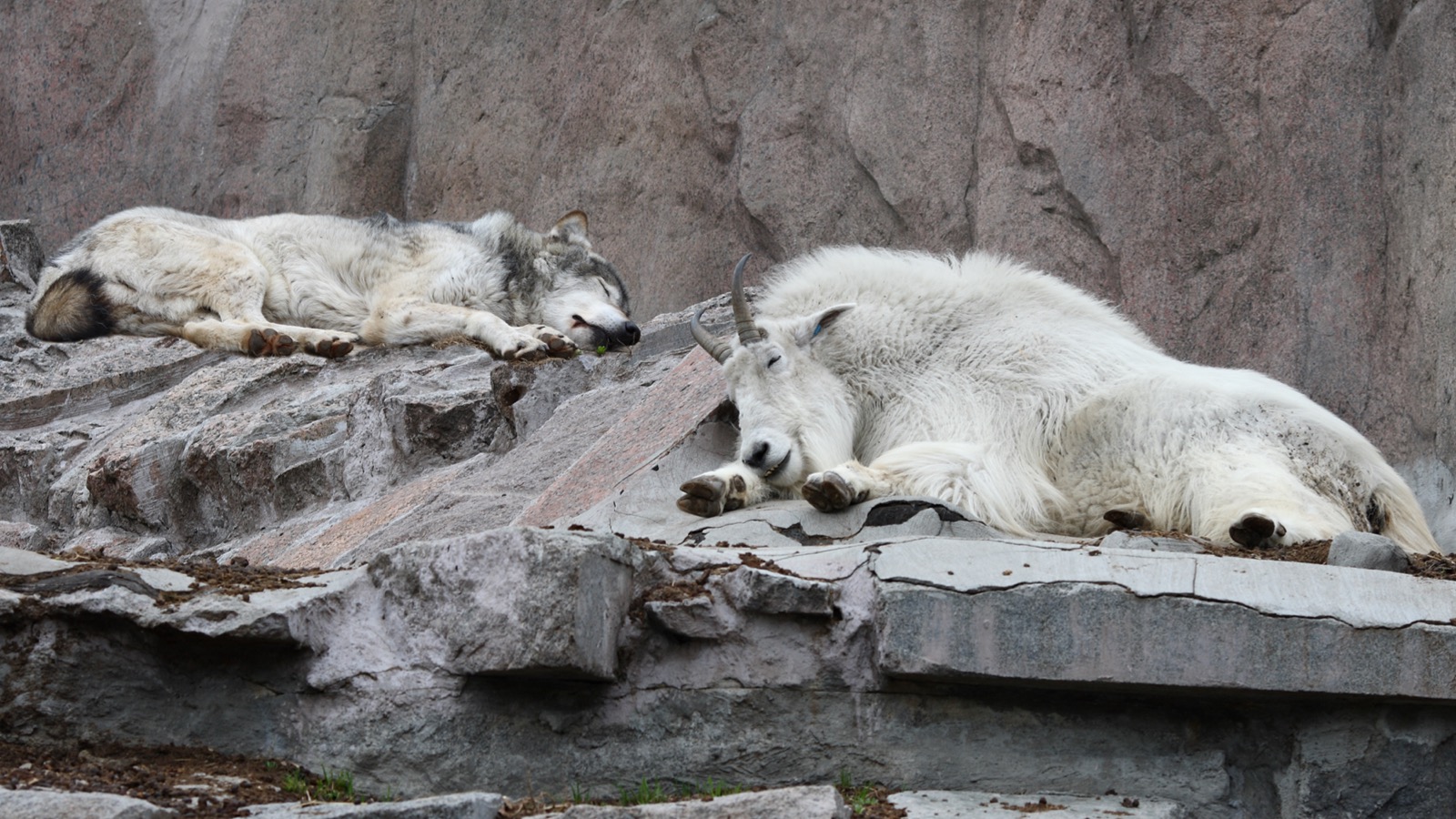 Photo of a wolf and a goat sleeping next to each other.