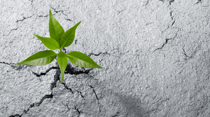 green plant growing up through dry, parched earth